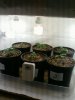 Day 13 from Seed.jpg
