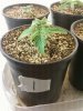 Day 13 from Seed Pot 1.jpg