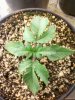 Day 13 from Seed Pot 1a.jpg
