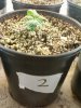 Day 13 from Seed Pot 2.jpg