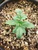Day 13 from Seed Pot 2a.jpg
