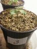 Day 13 from Seed Pot 3.jpg