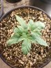 Day 13 from Seed Pot 3a.jpg