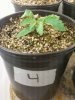 Day 13 from Seed Pot 4.jpg