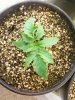 Day 13 from Seed Pot 4a.jpg
