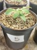Day 13 from Seed Pot 5.jpg