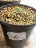 Day 13 from Seed Pot 6.jpg