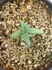 Day 13 from Seed Pot 6a.jpg