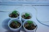 Plants 001.jpg