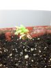 Basil.JPG