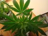 10.LeaftopGood.JPG