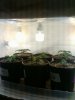 Day 15 from Seed.jpg