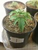 Day 15 from Seed Pot 1.jpg
