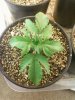 Day 15 from Seed Pot 1a.jpg
