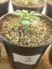 Day 15 from Seed Pot 2.jpg