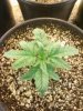 Day 15 from Seed Pot 2a.jpg