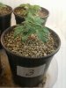 Day 15 from Seed Pot 3.jpg