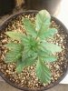 Day 15 from Seed Pot 3a.jpg