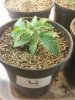 Day 15 from Seed Pot 4.jpg