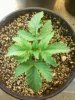 Day 15 from Seed Pot 4a.jpg