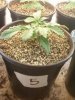 Day 15 from Seed Pot 5.jpg