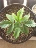 Day 15 from Seed Pot 5a.jpg