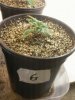 Day 15 from Seed Pot 6.jpg