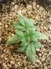 Day 15 from Seed Pot 6a.jpg
