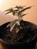 lr2male-16days2.jpg