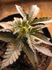 lr2male-16days3.jpg
