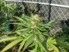 5 maybe 6 weeks 009.jpg