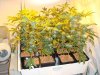 medical-grow-albums-sog-picture79198-grape-punch.jpg