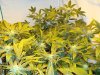 medical-grow-albums-sog-picture79197-grape-punch.jpg