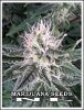 g13-haze-seeds.jpg