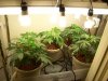 bigbudmike-albums-first-grow-picture82828-cheap-flourescent-veg-room.jpg