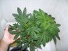 bigbudmike-albums-first-grow-picture82830-first-one-flowering.jpg