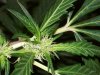 bigbudmike-albums-first-grow-picture84063-101-0595.jpg