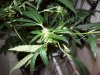 bigbudmike-albums-first-grow-picture84763-101-0630.jpg