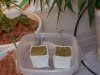 bigbudmike-albums-first-grow-picture84767-101-0636.jpg