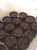 Pots1.jpg