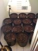 Pots2.jpg