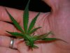 handme bud.jpg