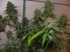 A OG 7 weeks 027.jpg