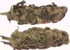 F-13nug.jpg