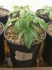 Day 18 from Seed Pot 1.jpg