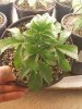 Day 18 from Seed Pot 1a.jpg