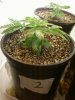 Day 18 from Seed Pot 2.jpg