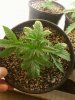 Day 18 from Seed Pot 2a.jpg