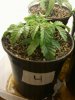 Day 18 from Seed Pot 4.jpg