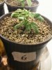 Day 18 from Seed Pot 6.jpg